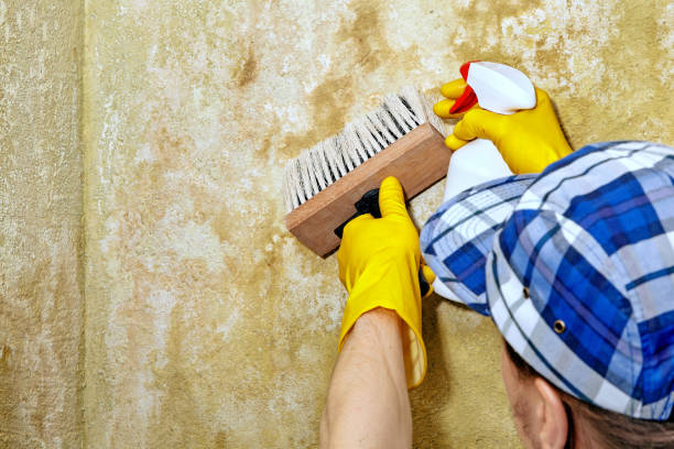  Valdez, AK Mold Removal Pros