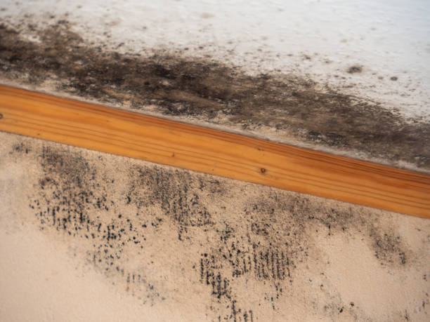 Trusted Valdez, AK Mold Removal Experts