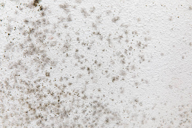 Best Mold Documentation for Insurance Claims  in Valdez, AK