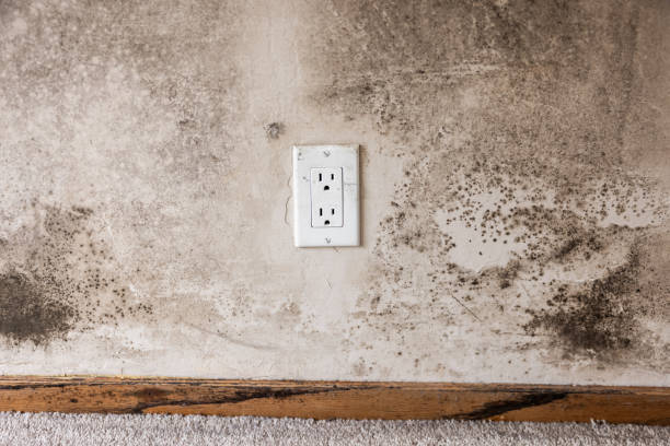 Best Post-Construction Mold Inspection  in Valdez, AK