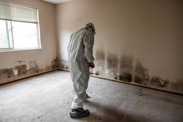 Best Commercial Mold Inspection  in Valdez, AK