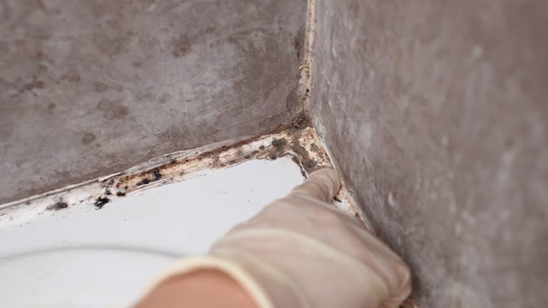 Best Basement Mold Removal  in Valdez, AK